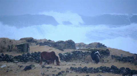 Horses grazing in front of huge waves, heavy sea storm surge, Hafnir, Iceland 스톡 동영상 45821021