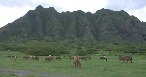 Horses Grazing in front of Mountain, Tripod Stock Footage