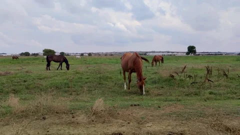 Horses grazing on grass with cloudy sky on background. Horses at horse farm. Video stock 284073339