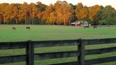 Horses Grazing Grass Sundown Vídeo Stock 44572095