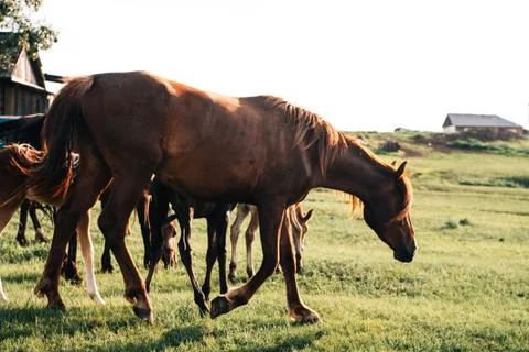 Horses grazing on a green field close to a farm Stock Photos