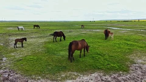 Horses grazing on green grass in an open field near a river during the day with 库存影片 342491654