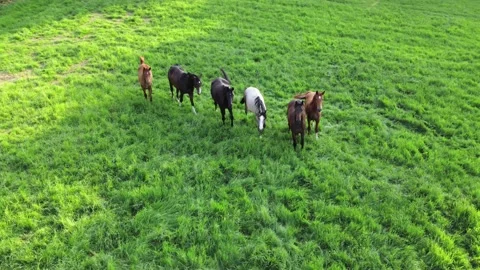 Horses grazing in the green meadow in summer. Dron aerial view. Stock Footage