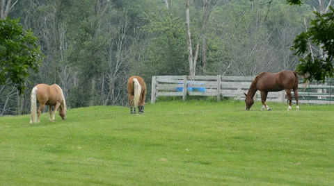 Horses grazing in a green pasture Stock Footage 24771453
