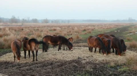 Horses grazing hay Stock Footage 11062967