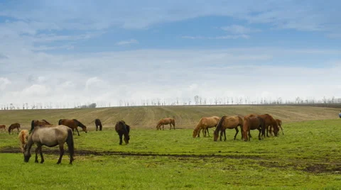 Horses grazing on a large field Stockbeeldmateriaal 62642067