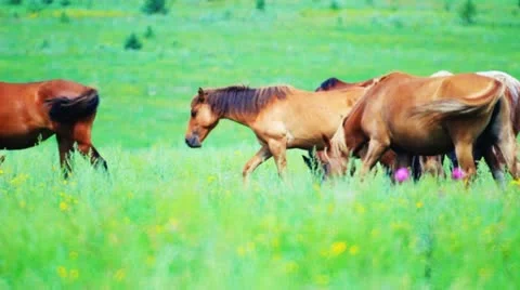 Horses grazing in the meadow 库存影片 10807849