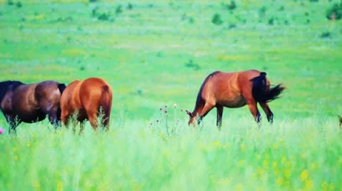 Horses grazing in the meadow Видео 10807867