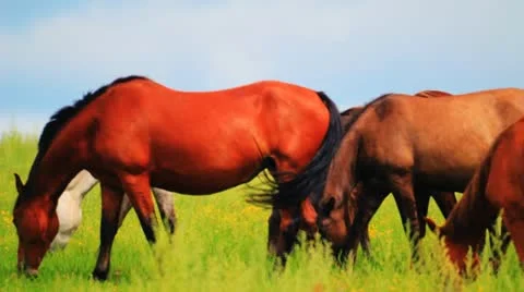 Horses grazing in the meadow 库存影片 10807868