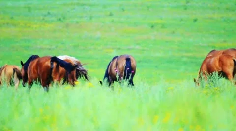 Horses grazing in the meadow Vidéo 10807869