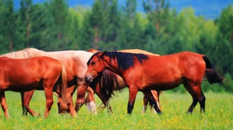 Horses grazing in the meadow Stock Footage