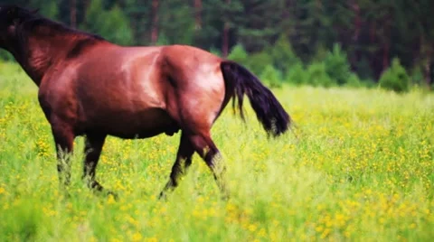 Horses grazing in the meadow Vidéo 10807885