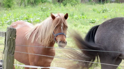 Horses grazing in a meadow Stock Footage 50606242