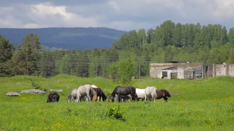 Horses grazing in the meadow Stock Footage 50888237