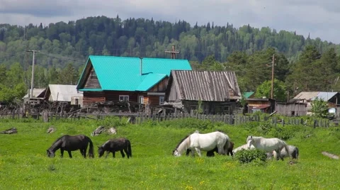 Horses grazing in the meadow 스톡 동영상 50888985