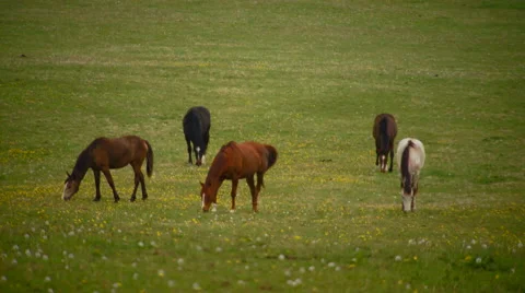 Horses grazing in meadow Stock Footage 57815657