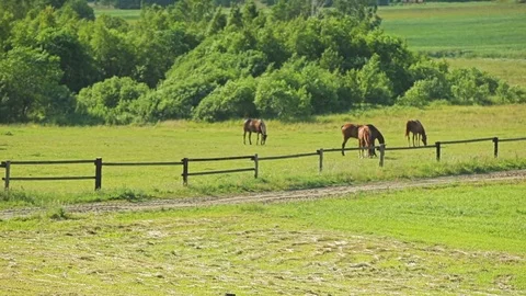 Horses grazing on a meadow Stock Footage 69905689