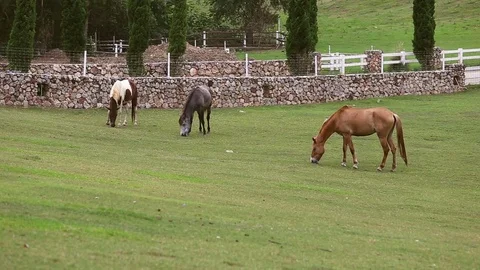 Horses grazing in a Meadow Stock Footage 75523082