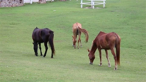 Horses grazing in a Meadow Stock Footage 77299096
