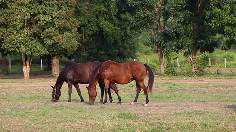 Horses grazing in a Meadow Stock Footage 77330635