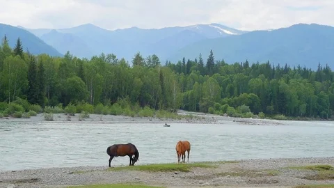 Horses grazing in a meadow Stock Footage 77623405
