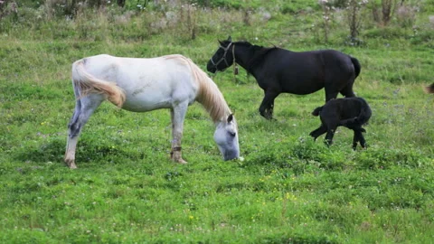 Horses grazing in a meadow Stock Footage 92812905