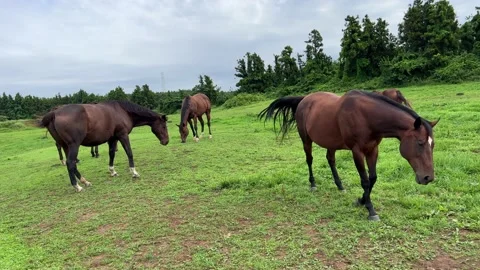 Horses grazing in the meadow Stock Footage 209463025