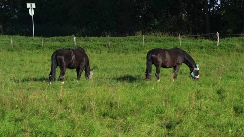 Horses Grazing in a Meadow Stock Footage 346549833