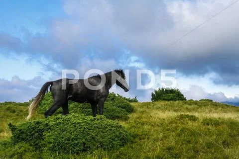 Horses grazing in meadow of Ukrainian Carpathians Stock Photos