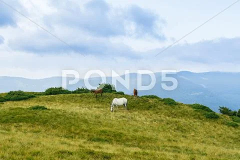 Horses grazing in meadow of Ukrainian Carpathians Stock Photos