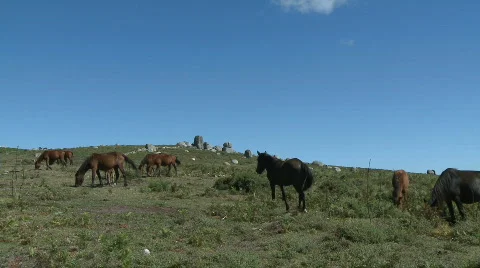 Horses grazing in mountain Video stock 331303