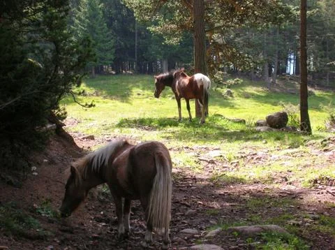 Horses grazing in the mountains. Stock Photos