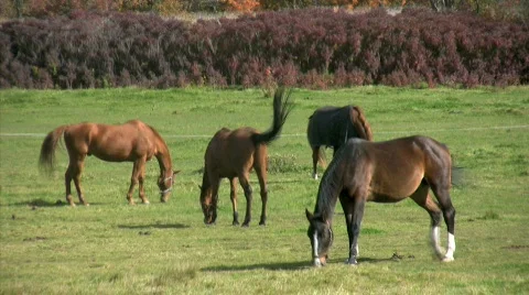 Horses Grazing in pasture Stock Footage 273003