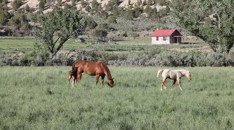 Horses Grazing in Pasture Vídeo Stock 21018066