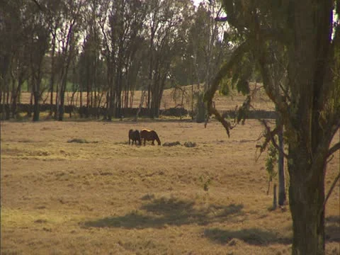 Horses Grazing in Pasture 스톡 동영상 22243744