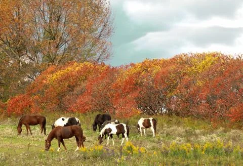 Horses grazing Stock Photos