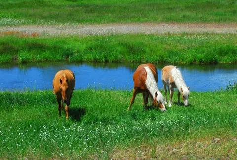 Horses Grazing 스톡 사진