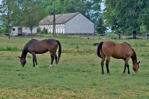 Horses grazing Stock Photos
