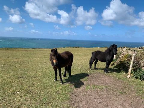 Horses grazing Stock Photos