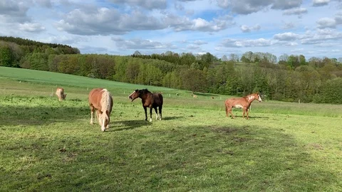 Horses Grazing On The Ranch Stock Footage 110868178