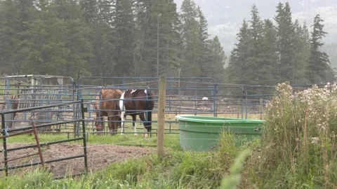 Horses Grazing On Ranch Stock Footage 154135797