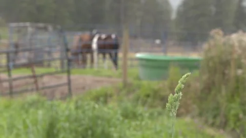 Horses Grazing On Ranch Rack Focus Stock Footage 154135770