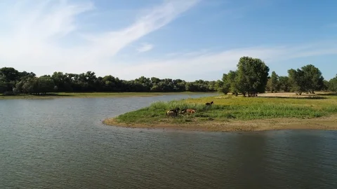 Horses grazing by the river Stock Footage 97594922