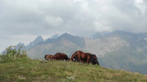 Horses grazing on the slopes Stock-Footage 41493329