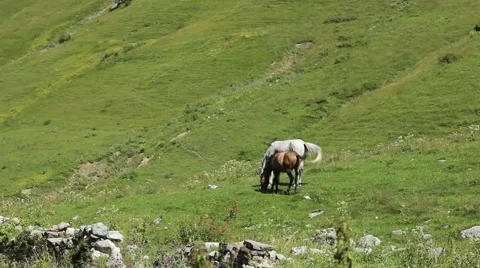 Horses grazing on the slopes Stock Footage 41493359