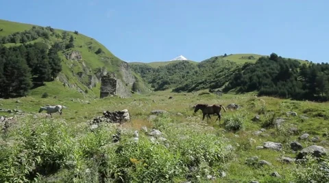 Horses grazing on the slopes Video stock 41493454