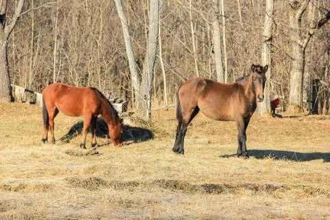 Horses grazing in spring Foto stock