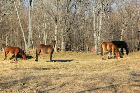 Horses grazing in spring Stock Photos