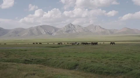 Horses grazing on the steppe under clouds, Naryn Region, Kyrgyzstan Stock Footage 347243025