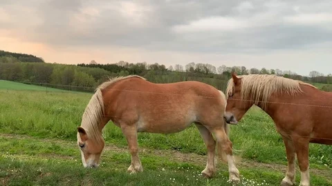 Horses Grazing in the Summer Evening On The Ranch Stock Footage 110867204